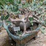 Pachypodium rosulatum Hábito