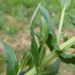 Lepidium campestre Kabuk