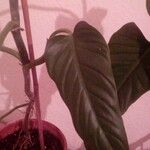 Philodendron splitgerberi Yaprak