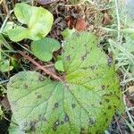 Petasites pyrenaicus Leaf