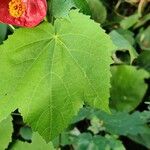Callianthe striata Leaf