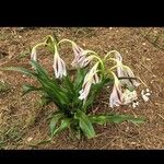 Crinum × amabile Leaf