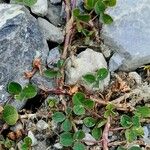 Trifolium pallescens Casca