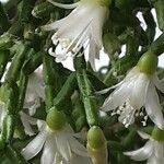 Rhipsalis cereuscula Flor