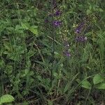 Scutellaria integrifolia Хабит