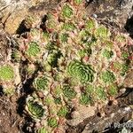 Sempervivum x barbulatum