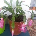 Schlumbergera bridgesii Fulla