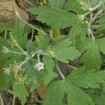 Geranium sibiricum Kukka