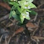 Epipactis exilis Flower