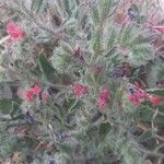 Echium angustifolium 花