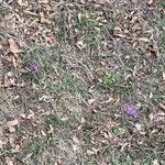 Iris reticulata Habit