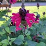 Salvia oxyphora Flower