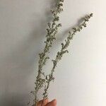 Artemisia austriaca Ліст