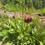 Gentiana purpureaFlor