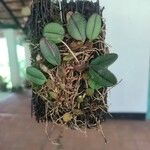 Bulbophyllum purpurascens Hoja