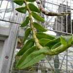 Dendrobium polyanthum Leaf