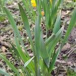 Narcissus pseudonarcissus Foglia