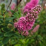 Spiraea salicifolia 花