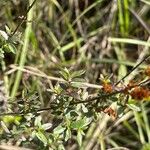 Lechea mucronata Folha