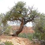 Pinus edulis Hoja