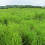 Themeda quadrivalvis Elinympäristö