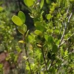 Fernelia buxifolia Feuille