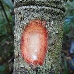 Balanops oliviformis Corteza