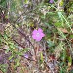 Agalinis purpurea Flor