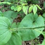 Smilax tamnoides Blatt