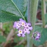 Lippia alba Fleur