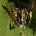 Bidens radiata Frugt