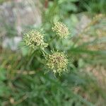 Epikeros pyrenaeus 花