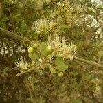 Capparis sepiaria Habit