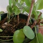 Pilea peperomioides Лист