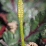 Ophioglossum californicum ফল