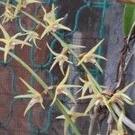 Cymbidium aloifolium പുഷ്പം