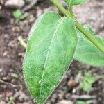 Vinca herbacea Folha