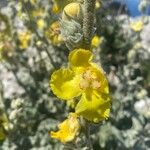 Verbascum undulatum Flower