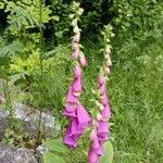 Digitalis purpureaFlor