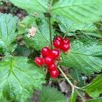 Rubus saxatilisFruit