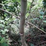 Abelmoschus moschatus Coajă