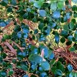 Myrsine africana Libunga