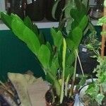 Zamioculcas zamiifoliaLapas