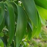 Acacia auriculiformis Leaf