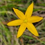 Hypoxis hygrometrica Çiçek