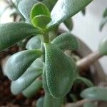 Crassula ovata অন্যান্য