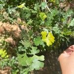 Quercus lobata Hoja