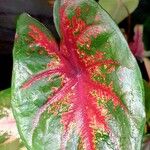 Caladium bicolor Листок