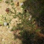 Cirsium ferox Habit