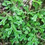 Selaginella stenophylla Лист